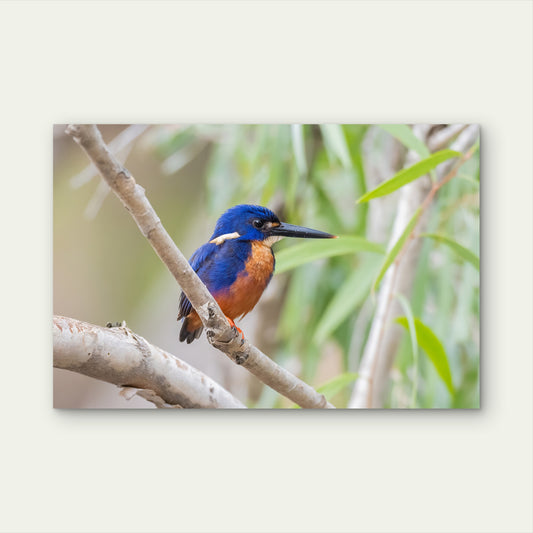 Azure Kingfisher Billabong Wall Art Decor 100% Australian Made