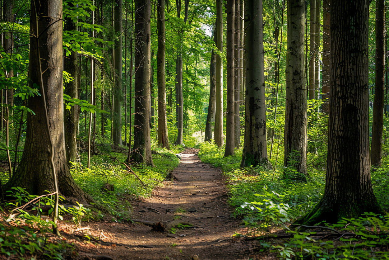 Forest Path through Tall Trees Home Decor Premium Quality Poster Print Choose Your Sizes