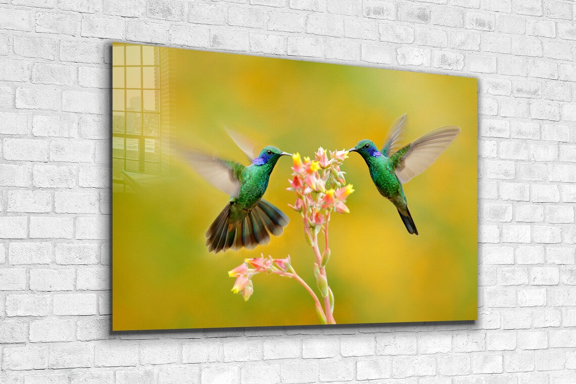 Hummingbirds & Flower UV Direct Aluminum Print Australian Made Quality