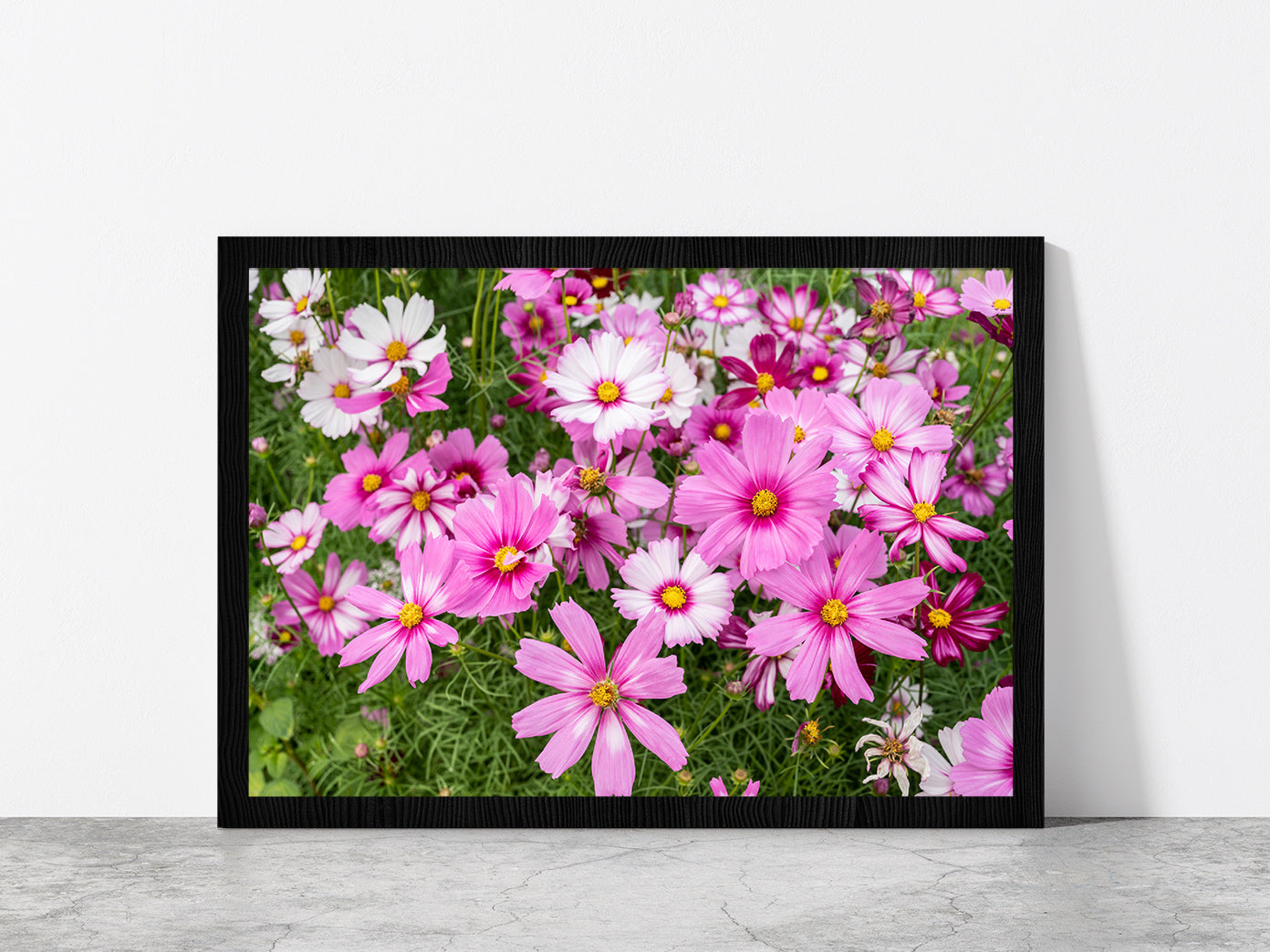 Cosmos Flowers In Green Meadow Glass Framed Wall Art, Ready to Hang Quality Print Without White Border Black