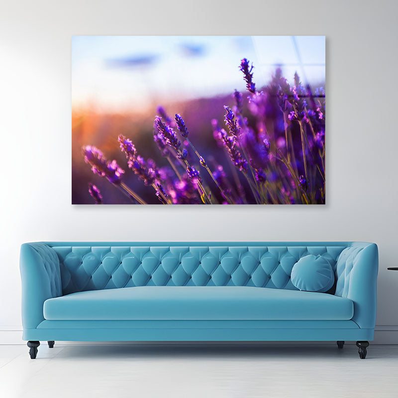 Lavender Flowers at Sunset Acrylic Glass Print Tempered Glass Wall Art 100% Made in Australia Ready to Hang