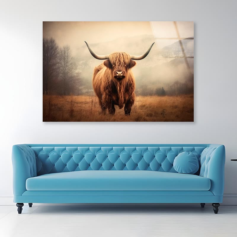 Close Up of Highland Cattle  Acrylic Glass Print Tempered Glass Wall Art 100% Made in Australia Ready to Hang