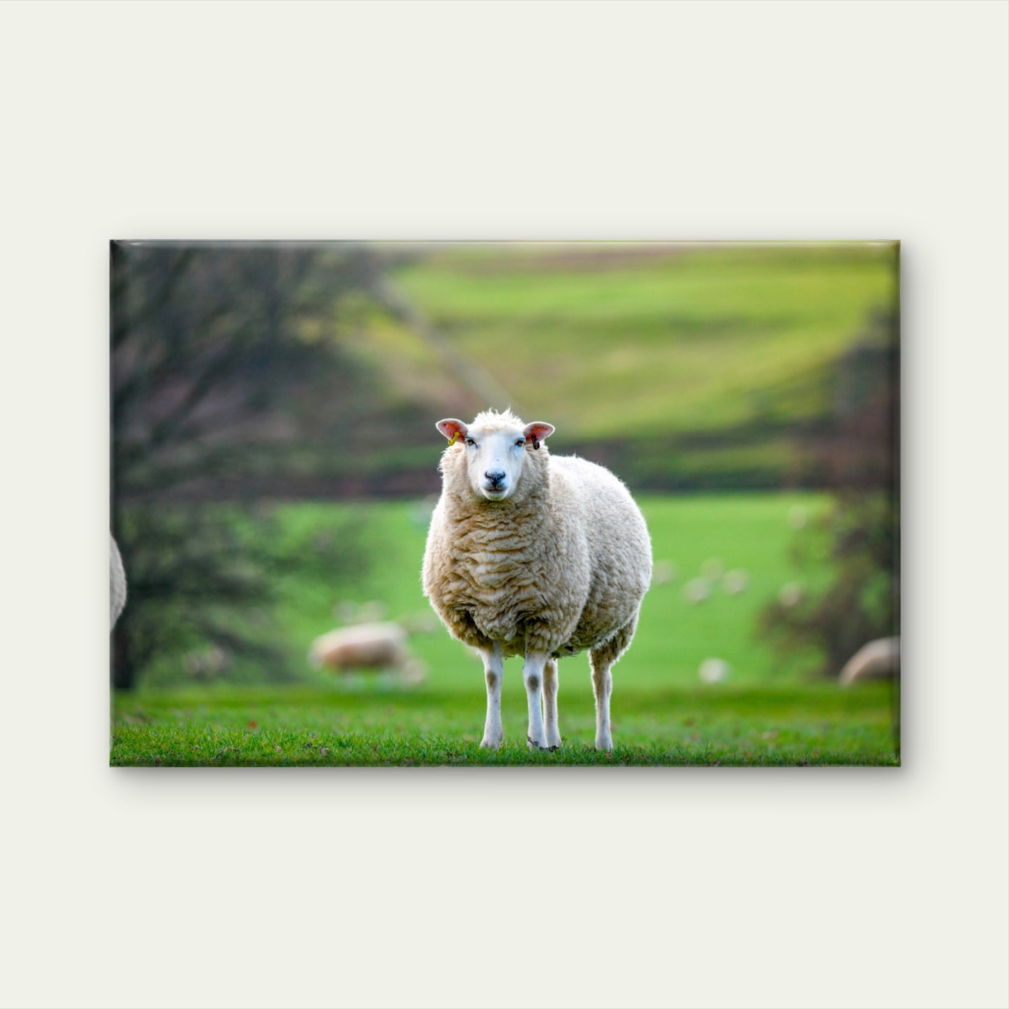 Texel Sheep England Field Wall Art Decor 100% Australian Made