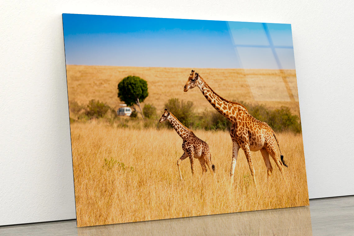 View of Two Giraffes and Safari Car in Kenya Acrylic Glass Print Tempered Glass Wall Art 100% Made in Australia Ready to Hang