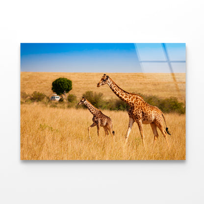 View of Two Giraffes and Safari Car in Kenya Acrylic Glass Print Tempered Glass Wall Art 100% Made in Australia Ready to Hang