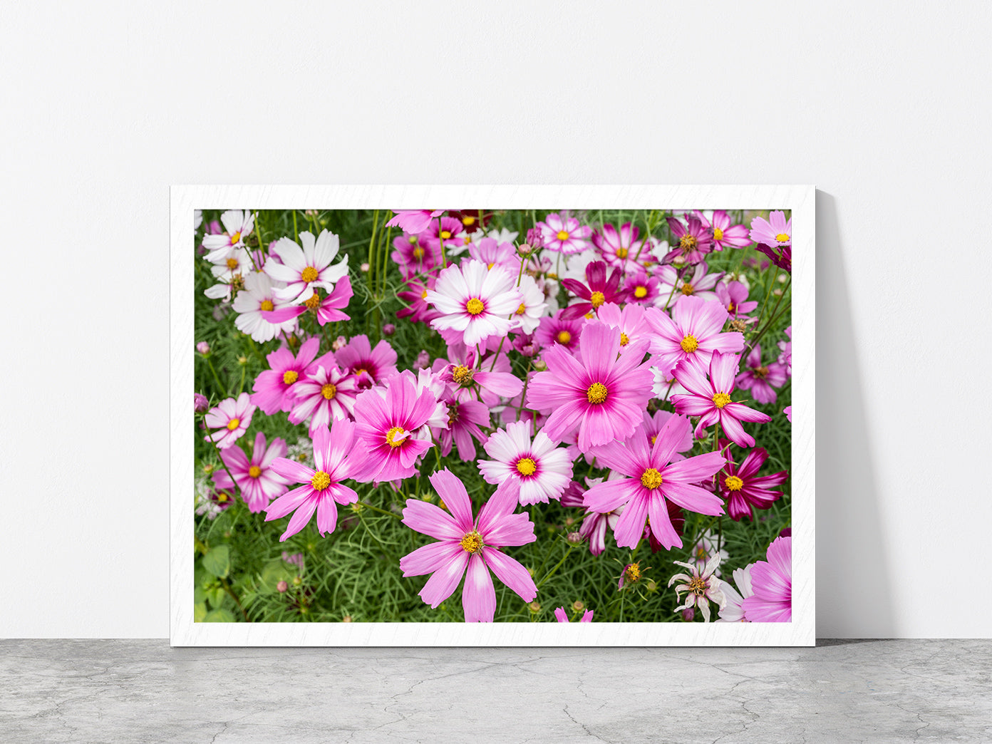 Cosmos Flowers In Green Meadow Glass Framed Wall Art, Ready to Hang Quality Print Without White Border White