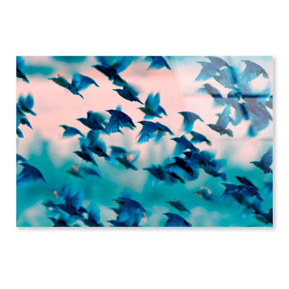 Birds Soaring Through the Sky Acrylic Glass Print Tempered Glass Wall Art 100% Made in Australia Ready to Hang