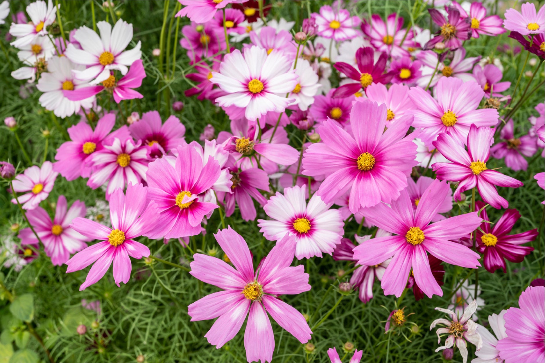 Cosmos Flowers In Green Meadow Glass Framed Wall Art, Ready to Hang Quality Print