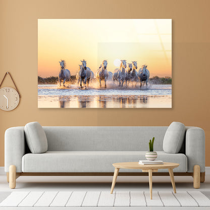 Herd Of Horses Running on Water Acrylic Glass Print Tempered Glass Wall Art 100% Made in Australia Ready to Hang