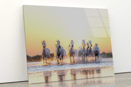 Herd Of Horses Running on Water Acrylic Glass Print Tempered Glass Wall Art 100% Made in Australia Ready to Hang