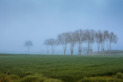 A Grassy Field with Trees, Clear Sky and Some Mist Home Decor Premium Quality Poster Print Choose Your Sizes