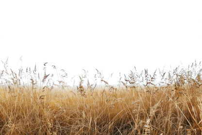 A Field Of Tall Grass under a Sky in winter Print 100% Australian Made