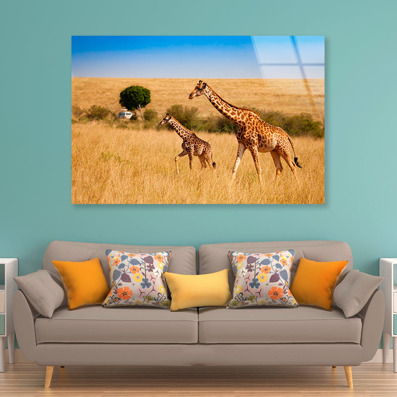 View of Two Giraffes and Safari Car in Kenya Acrylic Glass Print Tempered Glass Wall Art 100% Made in Australia Ready to Hang