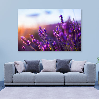 Lavender Flowers at Sunset Acrylic Glass Print Tempered Glass Wall Art 100% Made in Australia Ready to Hang