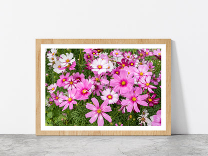 Cosmos Flowers In Green Meadow Glass Framed Wall Art, Ready to Hang Quality Print With White Border Oak