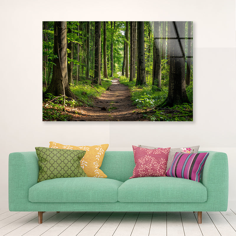 Forest Path through Tall Trees Acrylic Glass Print Tempered Glass Wall Art 100% Made in Australia Ready to Hang