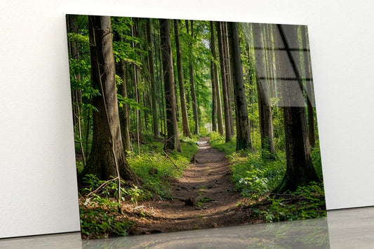 Forest Path through Tall Trees Acrylic Glass Print Tempered Glass Wall Art 100% Made in Australia Ready to Hang