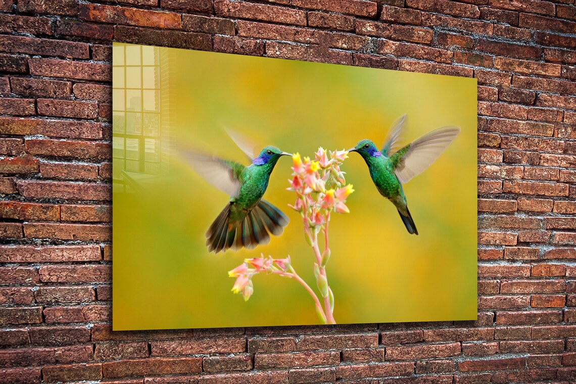 Hummingbirds & Flower UV Direct Aluminum Print Australian Made Quality