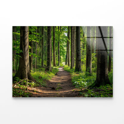 Forest Path through Tall Trees Acrylic Glass Print Tempered Glass Wall Art 100% Made in Australia Ready to Hang