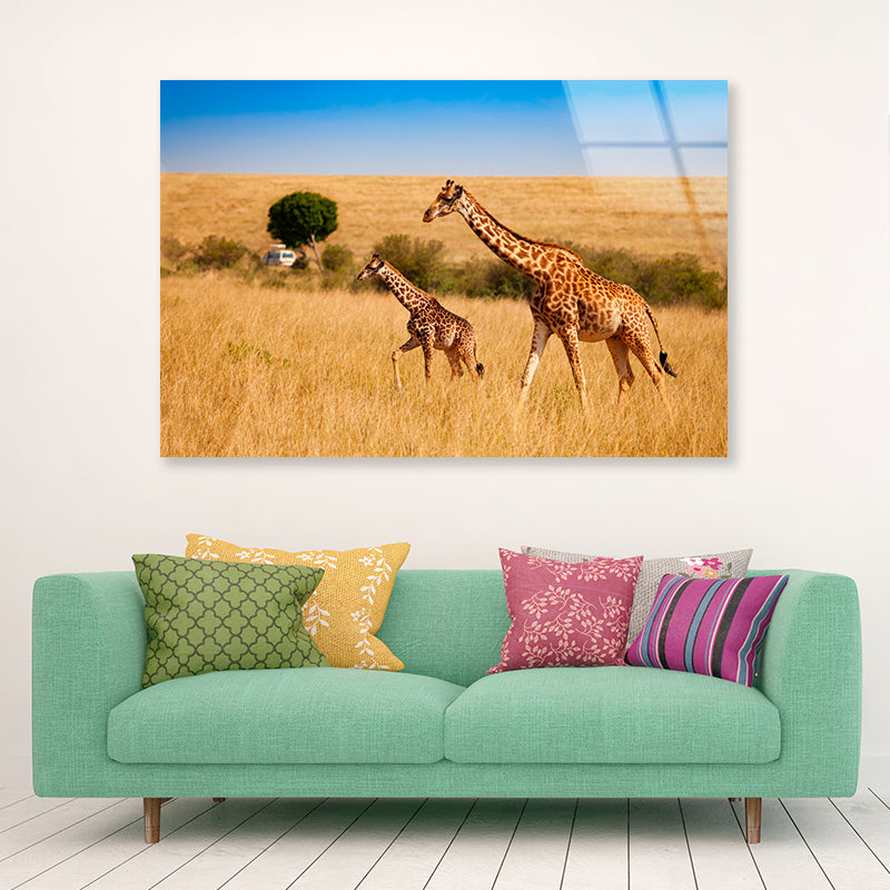 View of Two Giraffes and Safari Car in Kenya Acrylic Glass Print Tempered Glass Wall Art 100% Made in Australia Ready to Hang