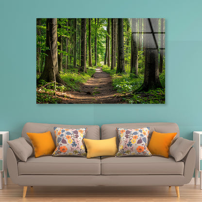 Forest Path through Tall Trees Acrylic Glass Print Tempered Glass Wall Art 100% Made in Australia Ready to Hang