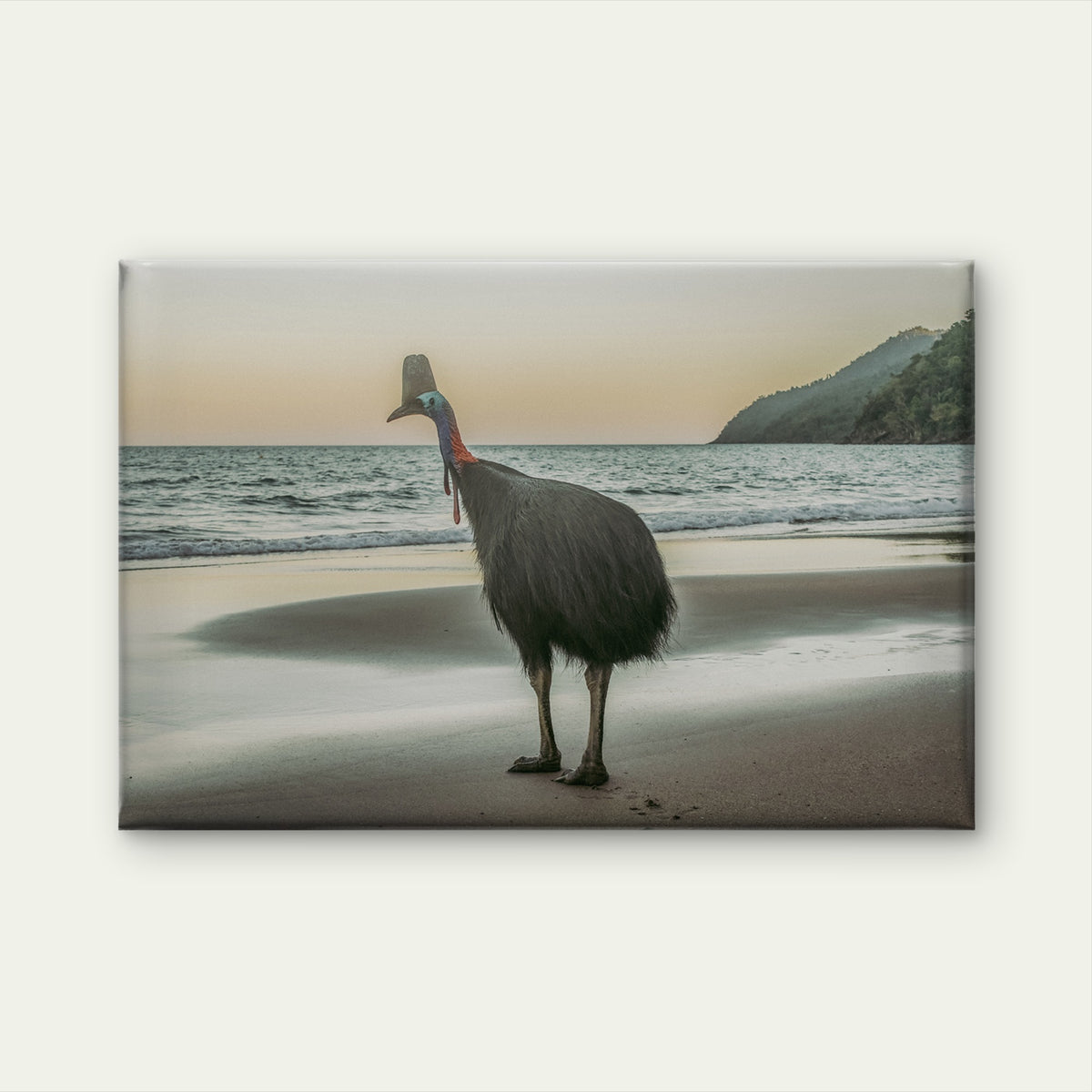 Southern Cassowary Etty Bay Queensland Wall Art Decor 100% Australian Made