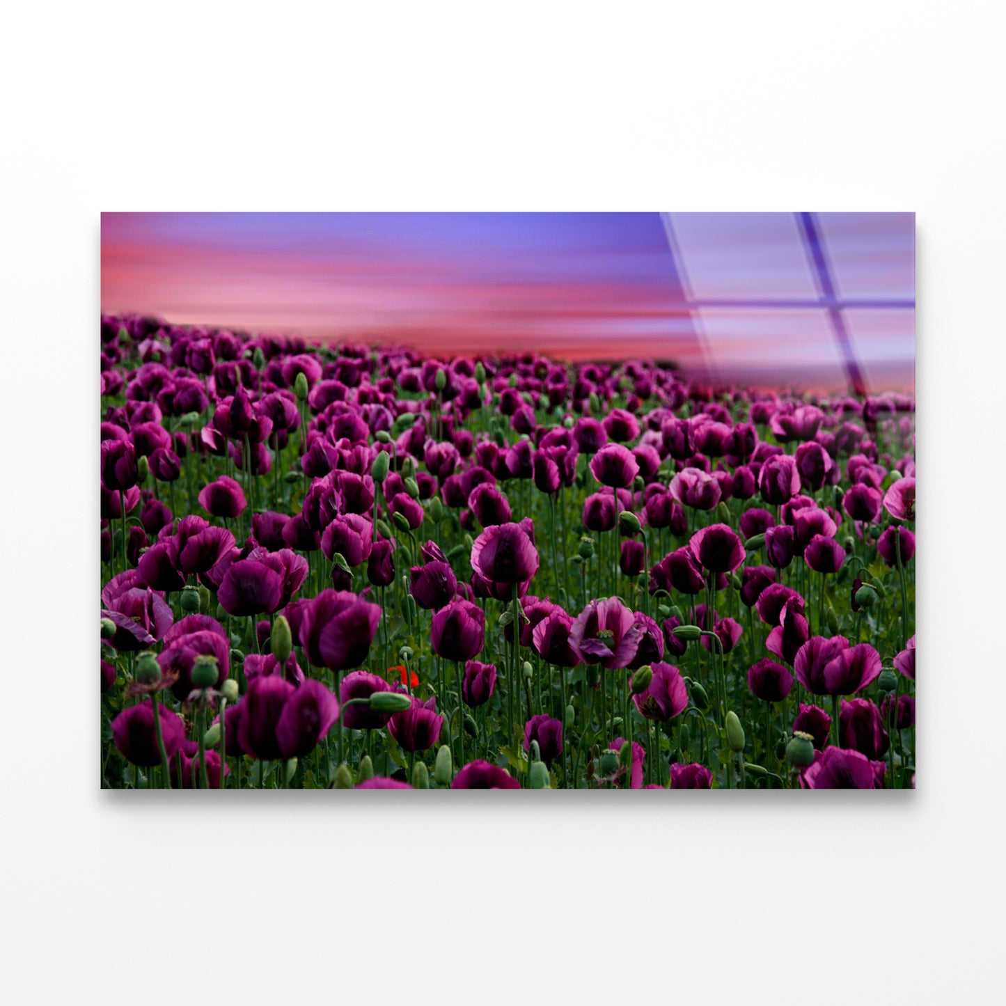 Romantic Sunset on a Field with Poppies Acrylic Glass Print Tempered Glass Wall Art 100% Made in Australia Ready to Hang