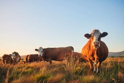 Hereford Cattle South Africa Wall Art Decor 100% Australian Made