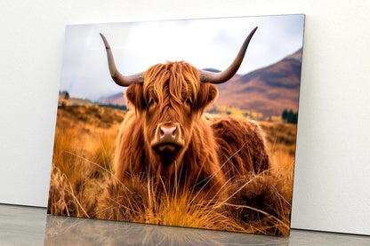 Highland Cow with Horns & Mountain View Acrylic Glass Print Tempered Glass Wall Art 100% Made in Australia Ready to Hang