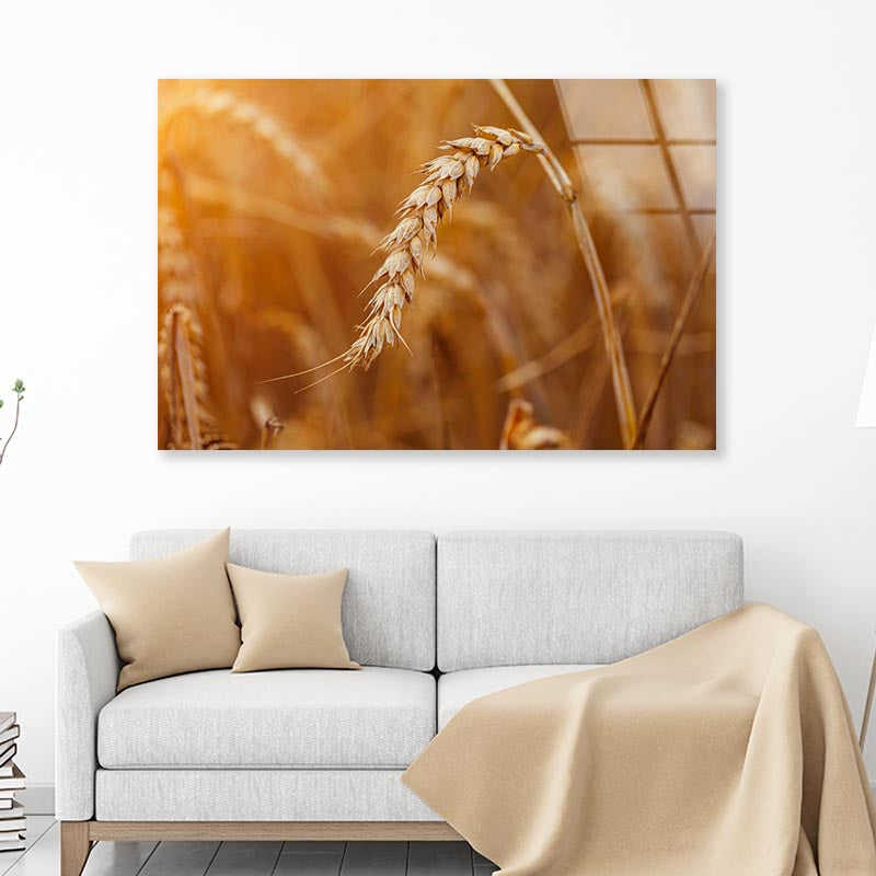 Golden Ripe Wheat Acrylic Glass Print Tempered Glass Wall Art 100% Made in Australia Ready to Hang