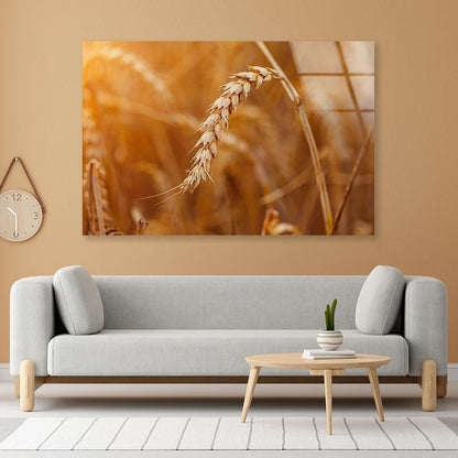 Golden Ripe Wheat Acrylic Glass Print Tempered Glass Wall Art 100% Made in Australia Ready to Hang