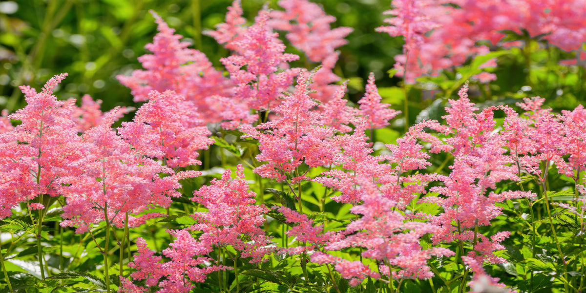 Pink Astilbe Garden Flower Wall Art Canvas Office Home Room Framed 120x60cm