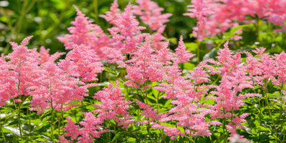 Pink Astilbe Garden Flower Wall Art Canvas Office Home Room Framed 120x60cm
