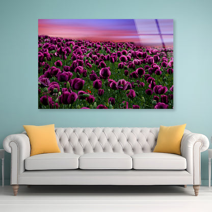 Romantic Sunset on a Field with Poppies Acrylic Glass Print Tempered Glass Wall Art 100% Made in Australia Ready to Hang