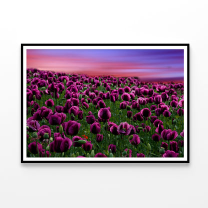 Romantic Sunset on a Field with Poppies Home Decor Premium Quality Poster Print Choose Your Sizes