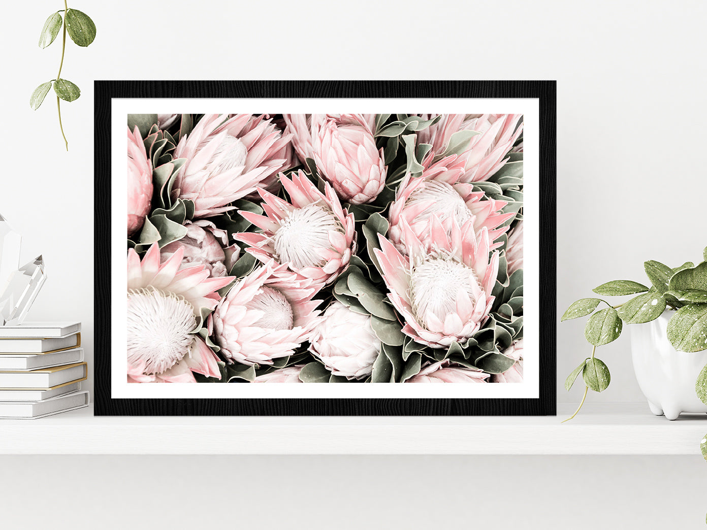 Protea Flowers Closeup Faded Photograph Glass Framed Wall Art, Ready to Hang Quality Print With White Border Black