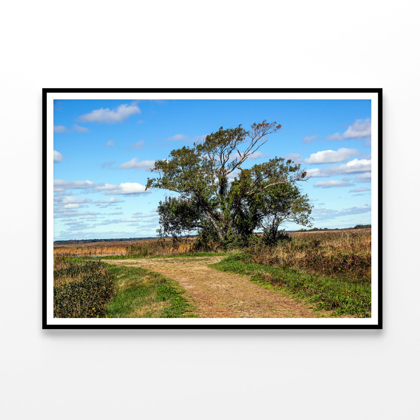 A Tree in the Vast Of Parker River Home Decor Premium Quality Poster Print Choose Your Sizes