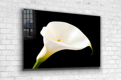 White Lily on Dark View UV Direct Aluminum Print Australian Made Quality