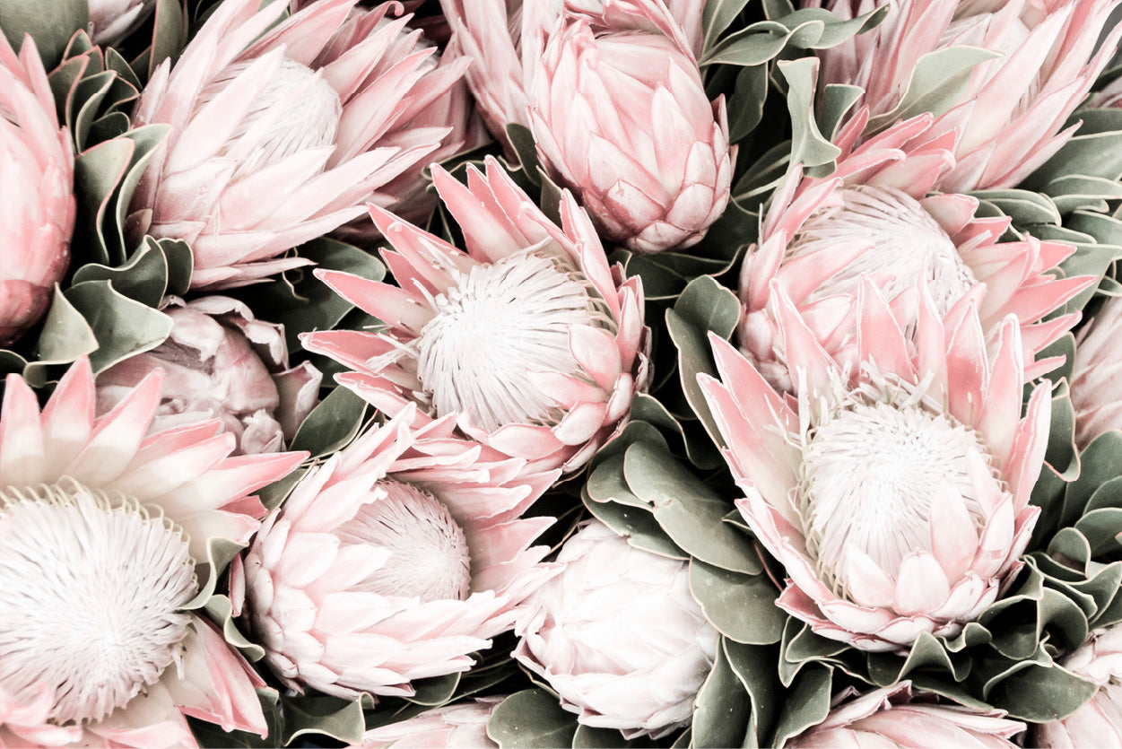 Protea Flowers Closeup Faded Photograph Glass Framed Wall Art, Ready to Hang Quality Print