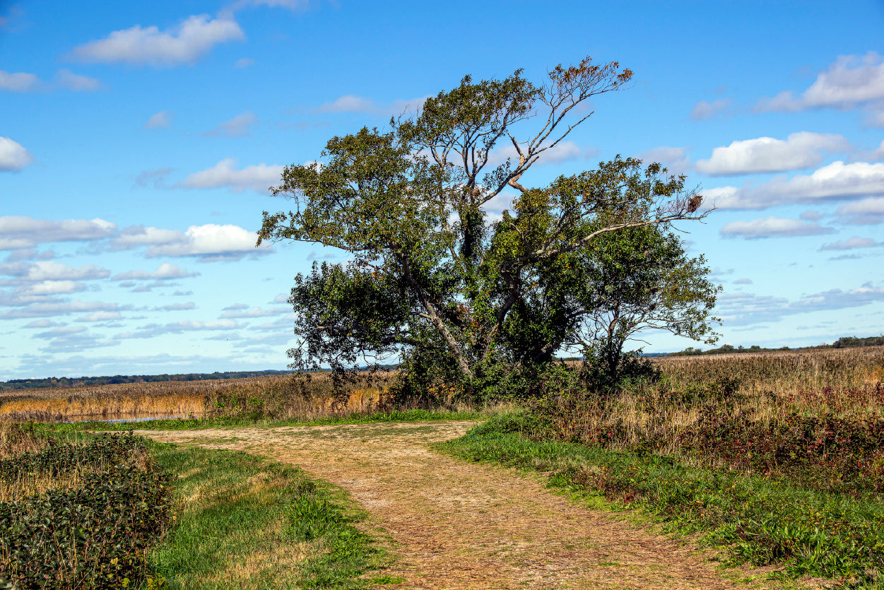 A Tree in the Vast Of Parker River Print 100% Australian Made