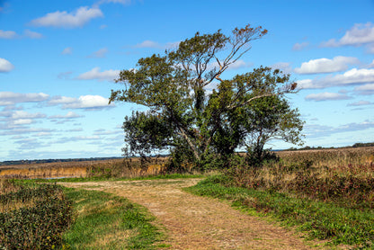 A Tree in the Vast Of Parker River Print 100% Australian Made