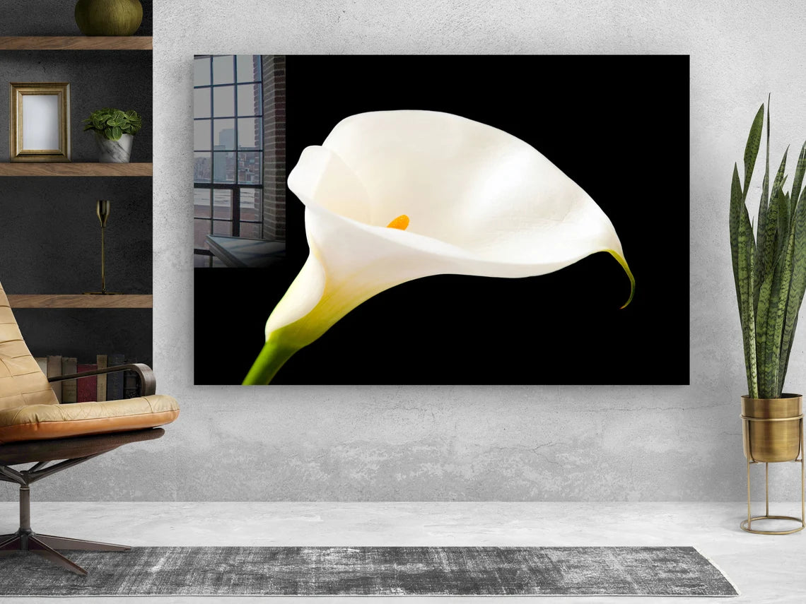 White Lily on Dark View UV Direct Aluminum Print Australian Made Quality