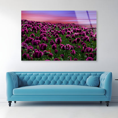 Romantic Sunset on a Field with Poppies Acrylic Glass Print Tempered Glass Wall Art 100% Made in Australia Ready to Hang