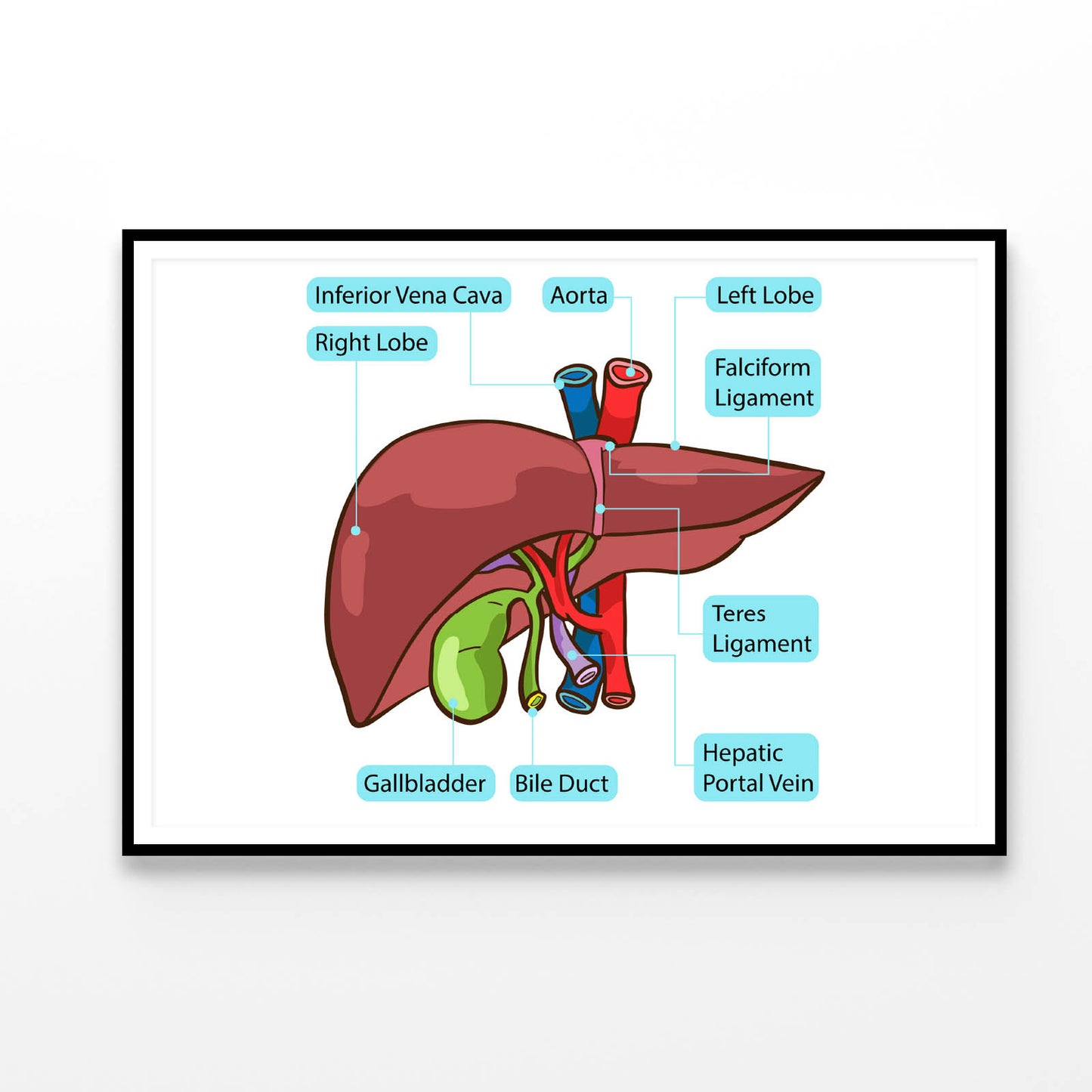 Human Liver Gallbladder Diagram Home Decor Premium Quality Poster Print Choose Your Sizes