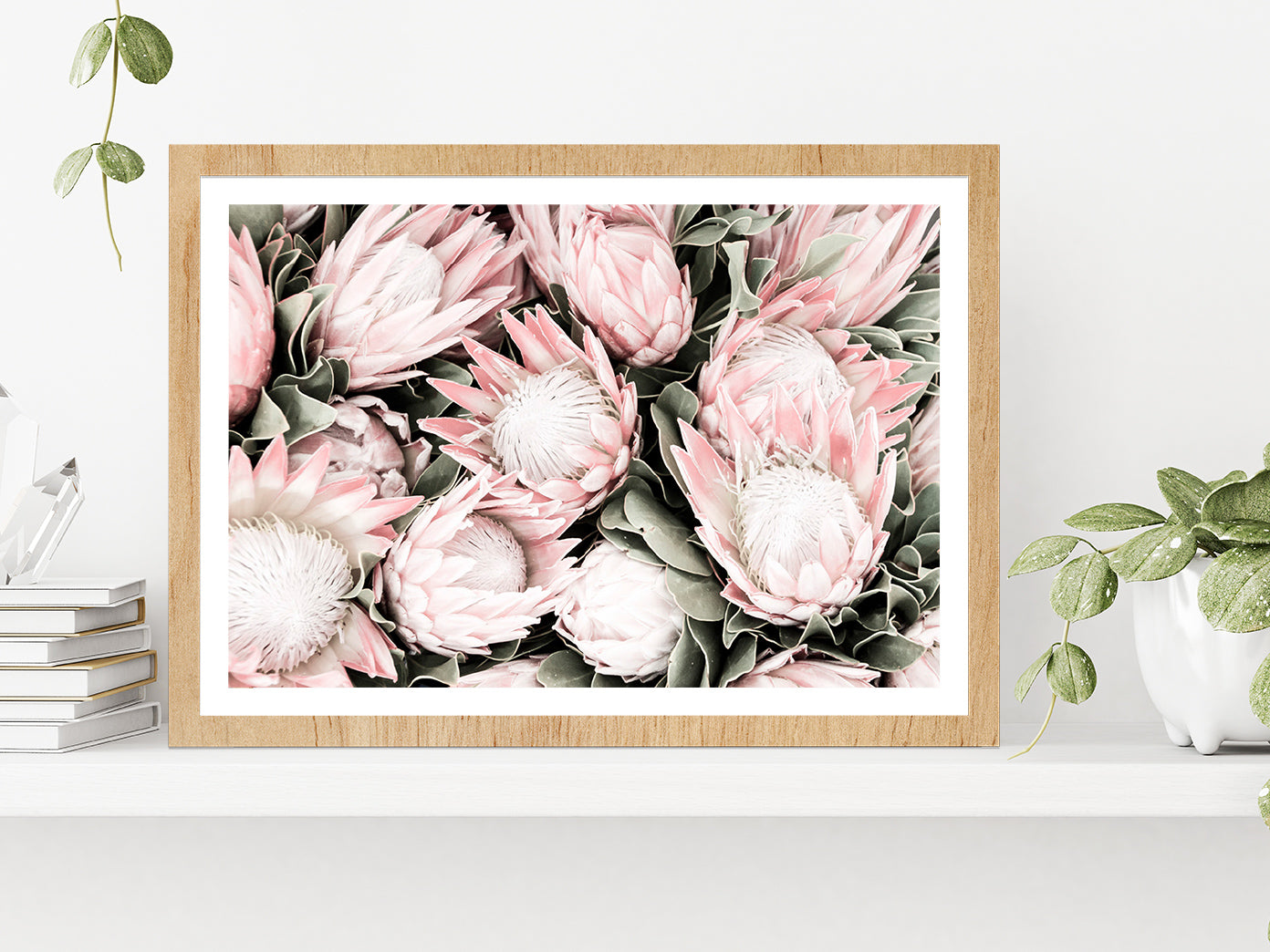 Protea Flowers Closeup Faded Photograph Glass Framed Wall Art, Ready to Hang Quality Print With White Border Oak