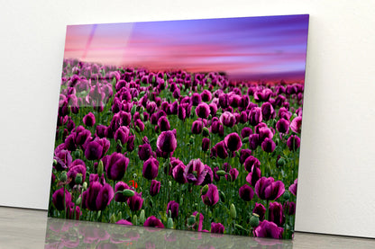 Romantic Sunset on a Field with Poppies Acrylic Glass Print Tempered Glass Wall Art 100% Made in Australia Ready to Hang