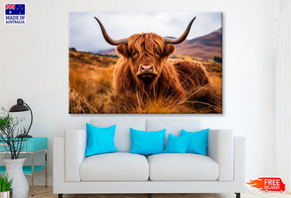 Highland Cow with Horns  Wall Art Decor 100% Australian Made