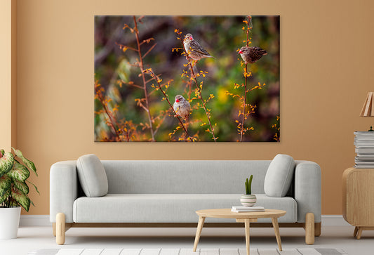 Red-billed Queleas in Kruger Park  Wall Art Decor 100% Australian Made
