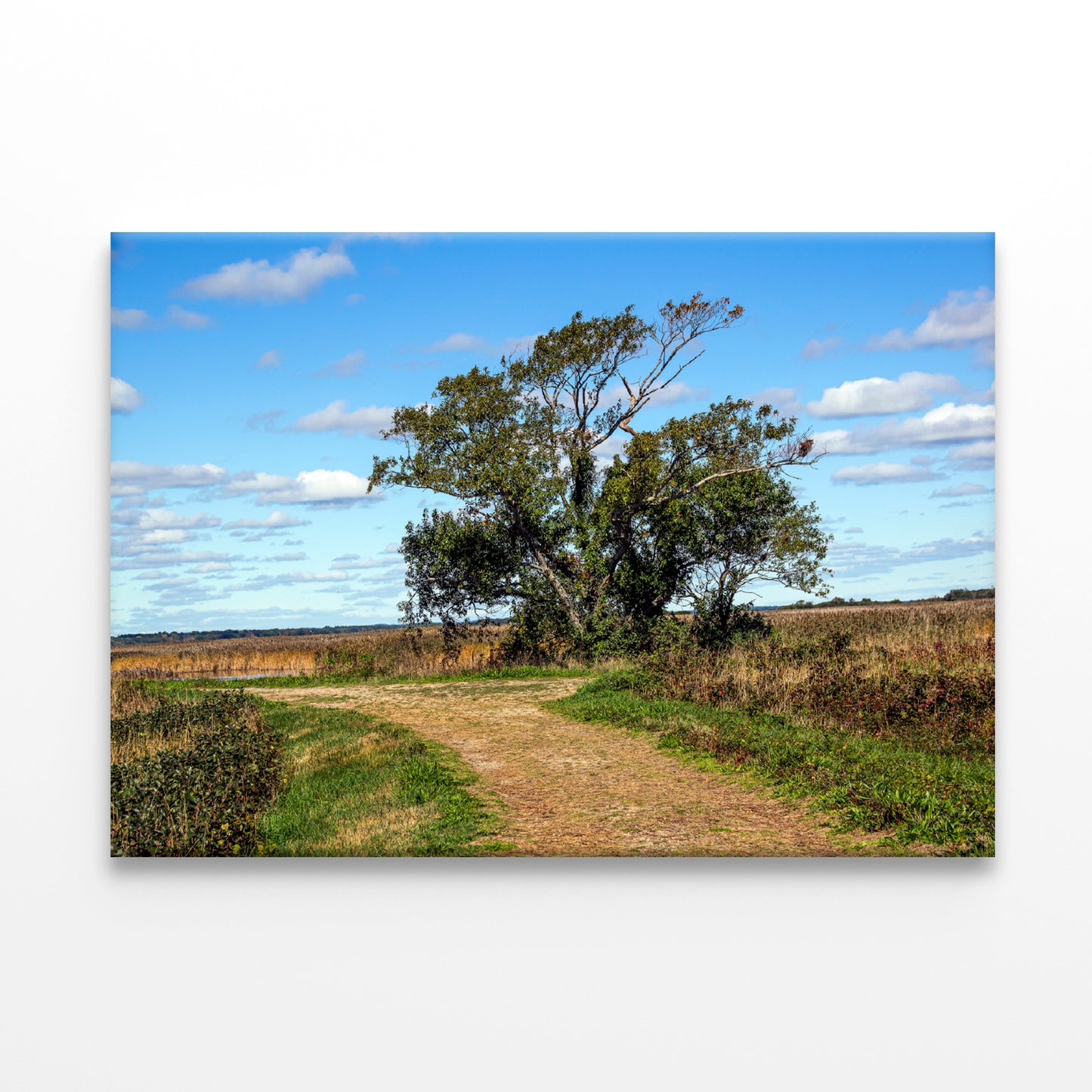 A Tree in the Vast Of Parker River Print 100% Australian Made