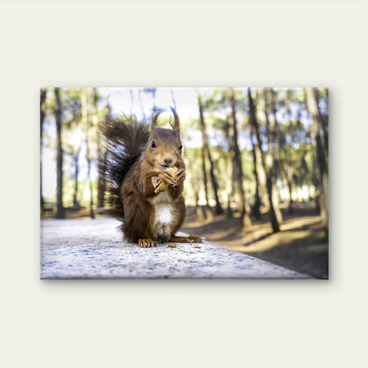 Scotland Red Squirrel Eating Nut Wall Art Decor 100% Australian Made